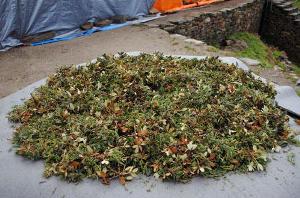 Harvested R. anthopogon and Juniper for Incense.