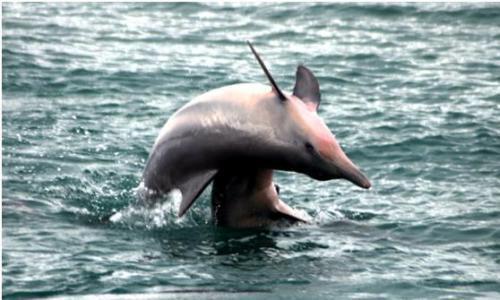 Dolphins social behaviour.