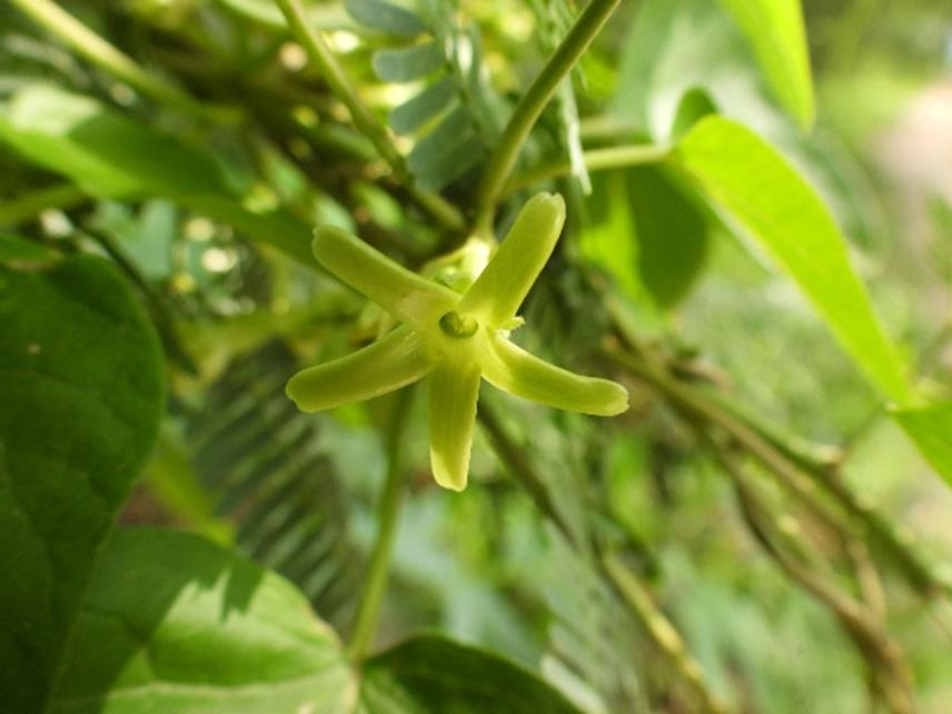 Telosma pallida.