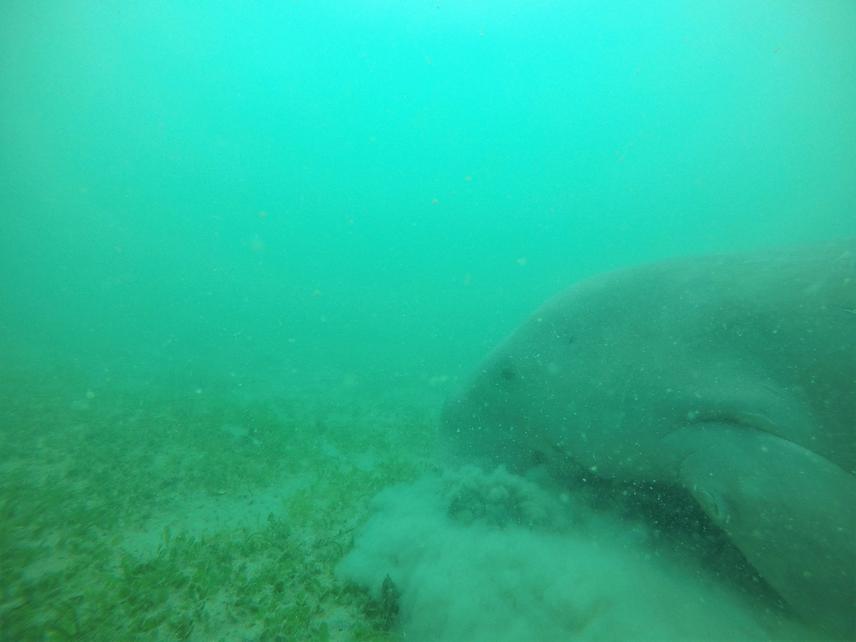 A dugong feeding on the seagrass in Sibu Island © UMSD Team.