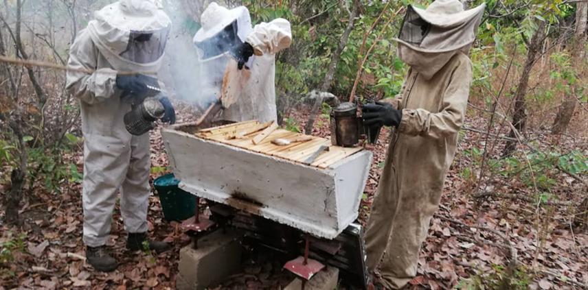 Illustration of beekeepers in activity
