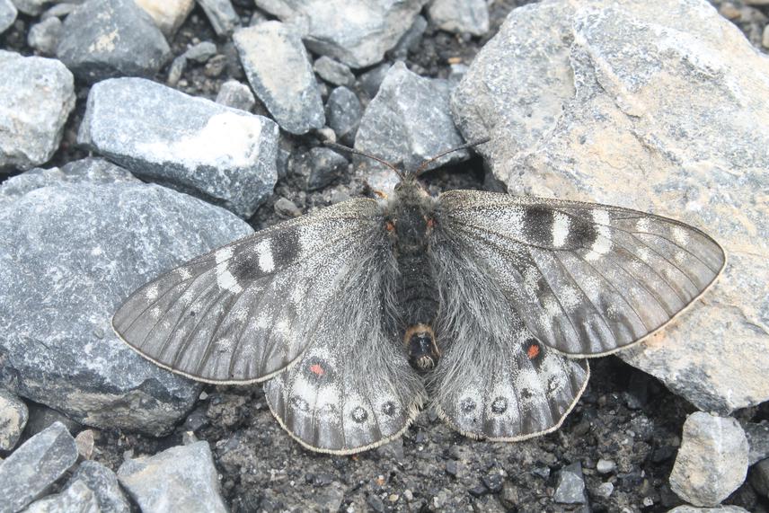 Parnassius acdestis (Family Papiionidae); recorded altitude 5330 m. © Bimal Raj Shrestha.