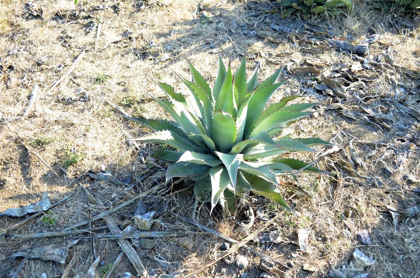 Wild agave, Oaxaca. © Lourdes Delgado-Aceves.