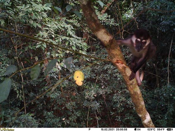 Red Capped Mangabey (Cercocebus torquatus)