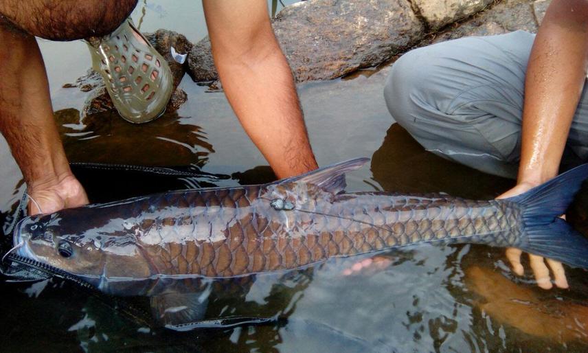Mahseer with external radio tag.