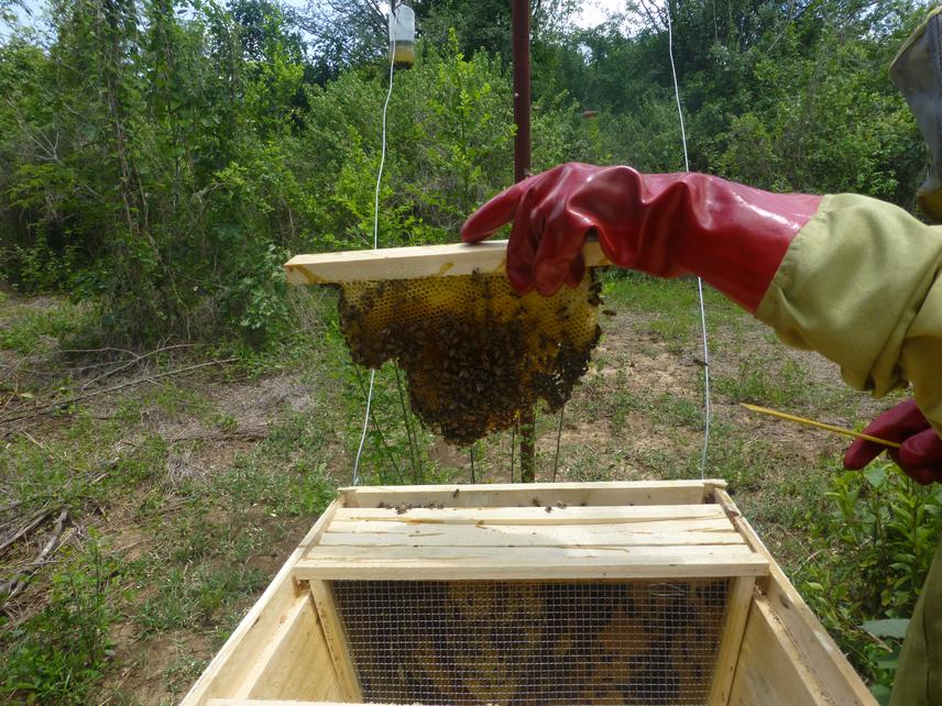 Beehive inspection.