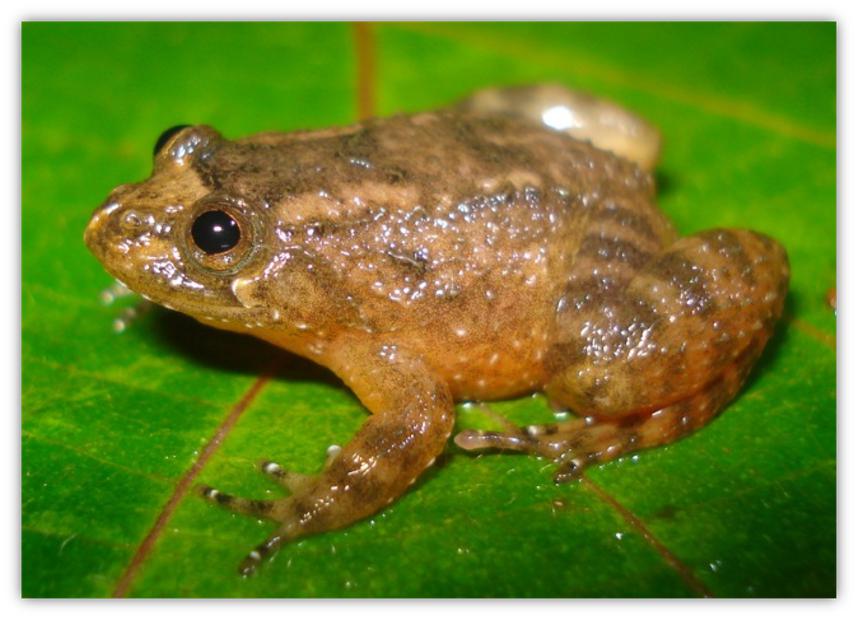 Nyctibatrachus kempholeyensis, Kempholey Night Frog. © Gururaja KV.