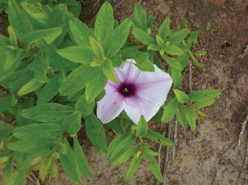 Ipomoea beninensis; in a fallow at Toucountouna. © G.H. Dassou, D. Djidohokpin and M. Zountangni