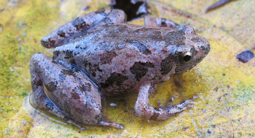Butler’s Rice Frog (Microhyla butleri). ©Anh V. Pham.