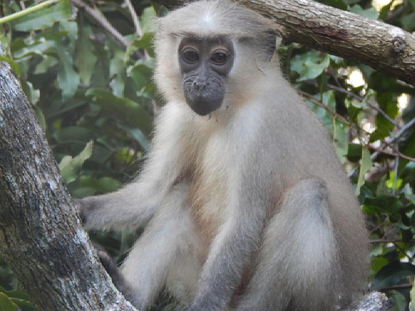 A juvenile Tana mangabey.