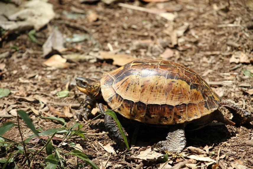 Cuora galbinifrons.