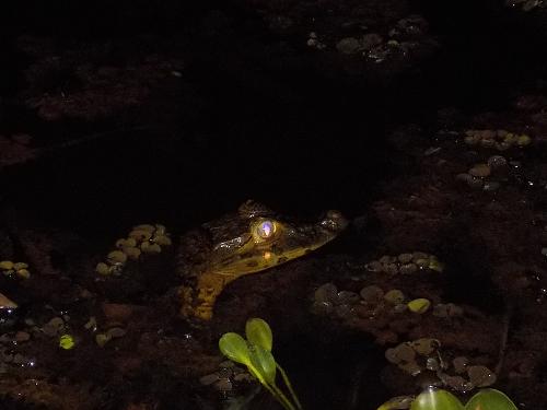 Young broad-snouted caiman in Marituba do Peixe reserve, Alagoas, Brazil (March 2020). © Marcos Coutinho