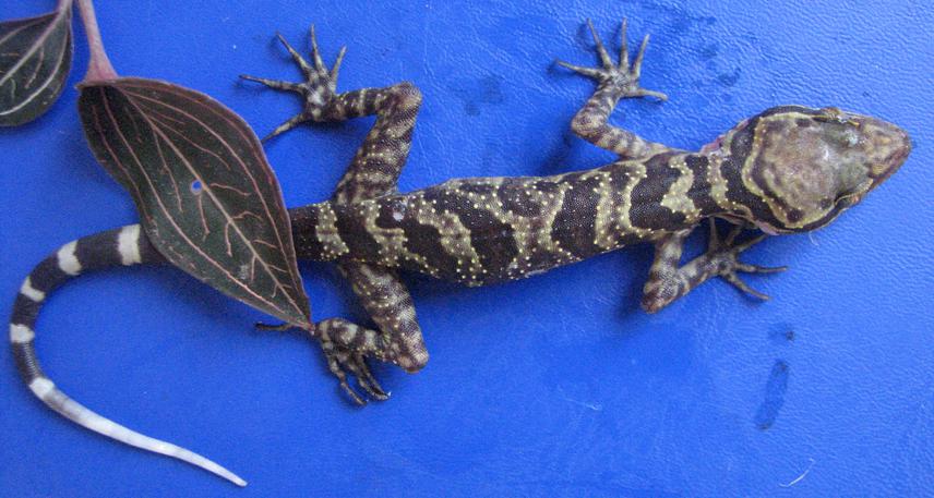 Cyrtodactylus huongsonensis.© Vinh Quang Luu.