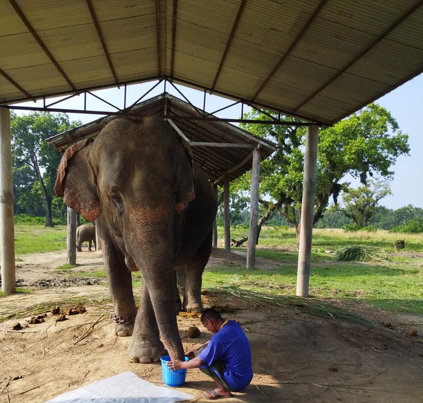 Trunk wash.