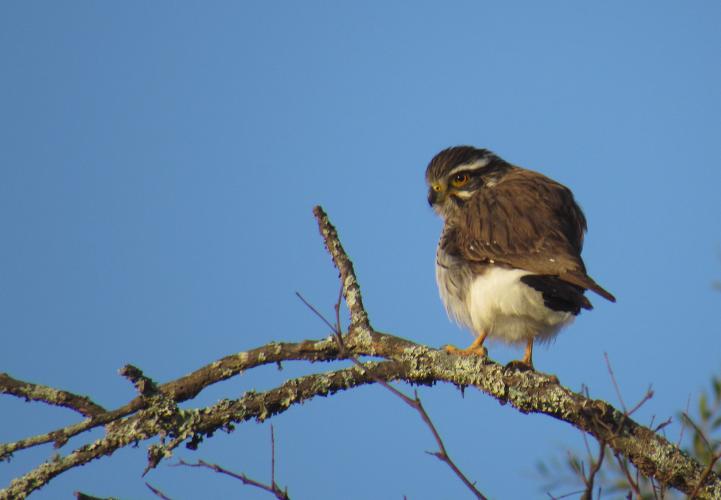 Spiziapteryx circumcinctus, Spot-winged Falconet. Most of its distribution occur within the Chaco region, being considered as a nearly endemic species.