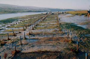 Clam culture grounds.