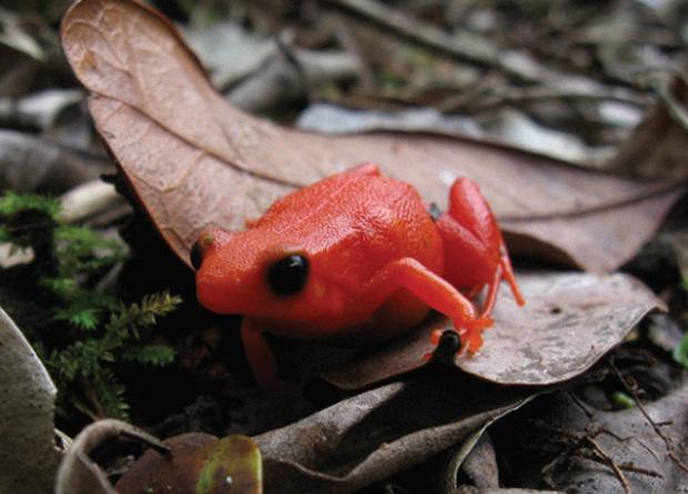 Golden Mantella frog ‘Mantella aurantiaca’. © Roma.