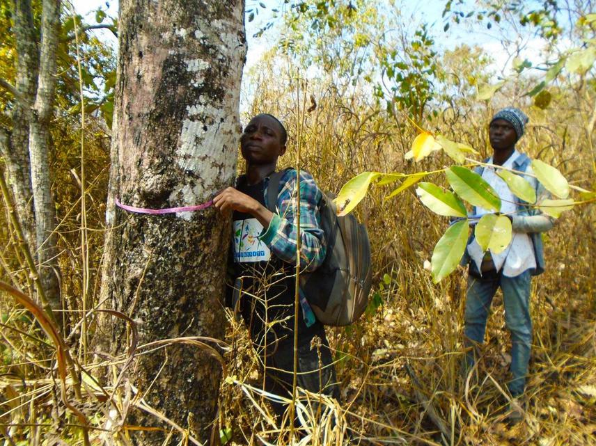 Trees measurement by the field team.