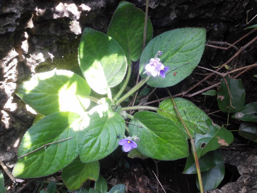 Streptocarpus ionanthus subsp. rupicola in Kachororoni, Kilifi, Kenya. © C. M. K.