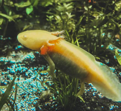 Lab bred axolotl in a captive environment. This axolotl displays aa golden albinism phenotype. © Alejandro Maeda-Obregon.