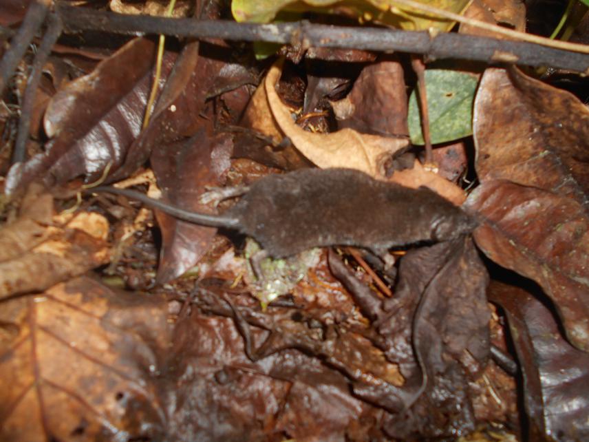 Wimmer shrew.
