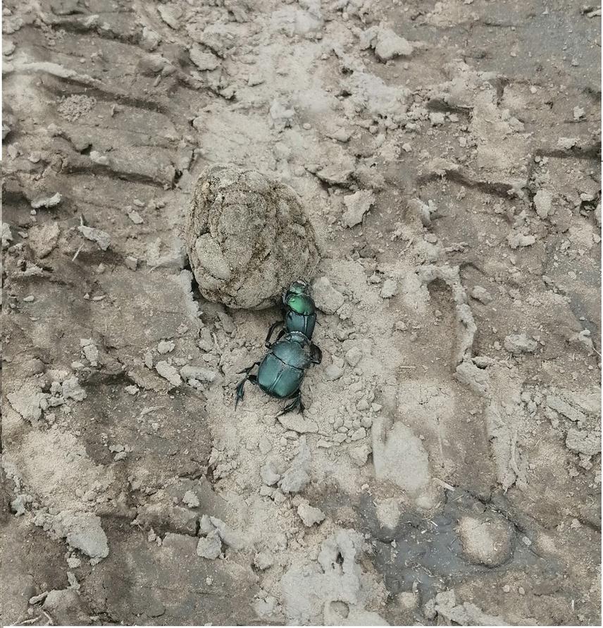 A couple of dung beetles (Bolbites onitoides) rolling horse droppings in the Argentinean Dry Chaco