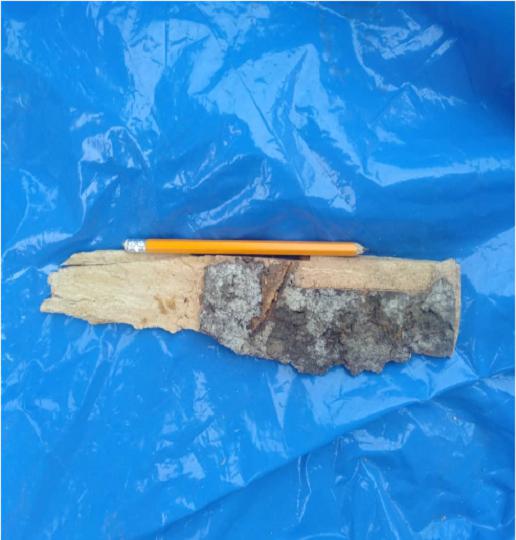 Garcinia kola bark.