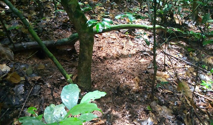 Pangolin feeding sign close to the nest in the lowland forest of Etchem