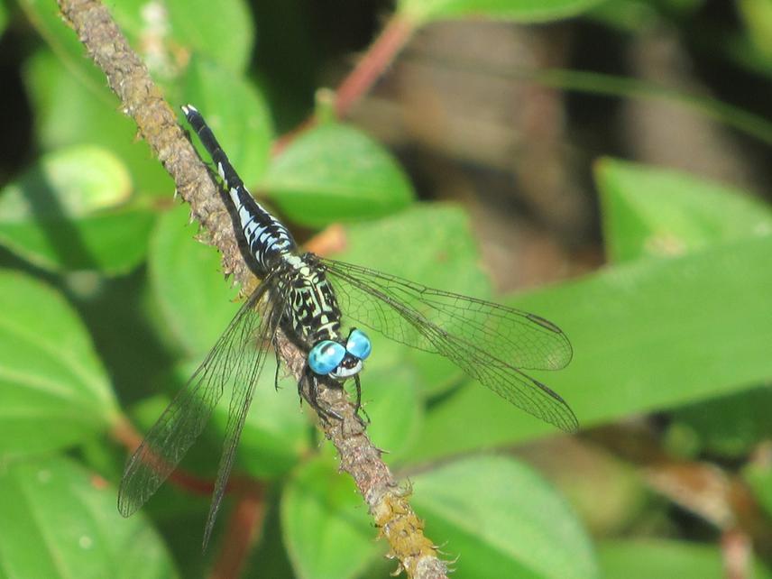 Acisoma inflatum. ©Ekpah Ojonugwa