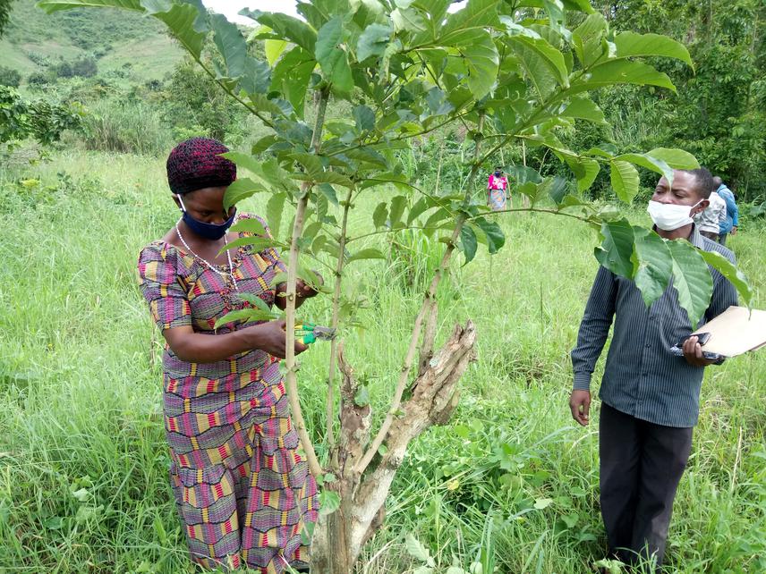 A farmer champion pruning shoots on a stump of Markhamia lutea under close supervision of the field assistant © by Jjemba (October, 2020)