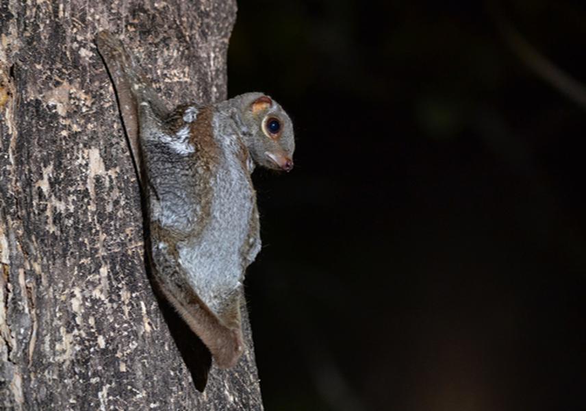 Colugo Observing Surrounding.