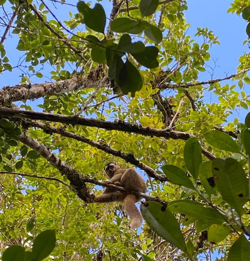 Eulemur rufifrons.