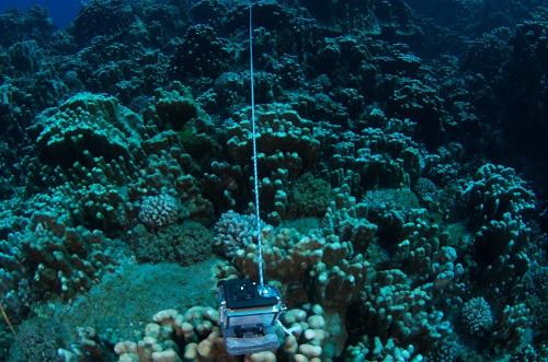 The GoPro camera deployed for the analysis of fish communities. © Alejandro Pérez-Matus