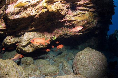 Captured from the deployed cameras, wherein this case we can see Mārau fish- Myripristis tiki (Greenfield, 1974), one of the eye-catching fish for divers in Rapa Nui, which inhabi