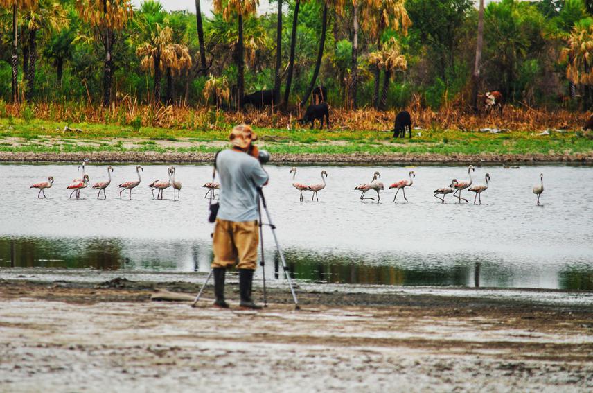 Counting Phoenicopterus chilensis during Wetland Samplings.