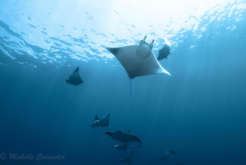 Devil rays.