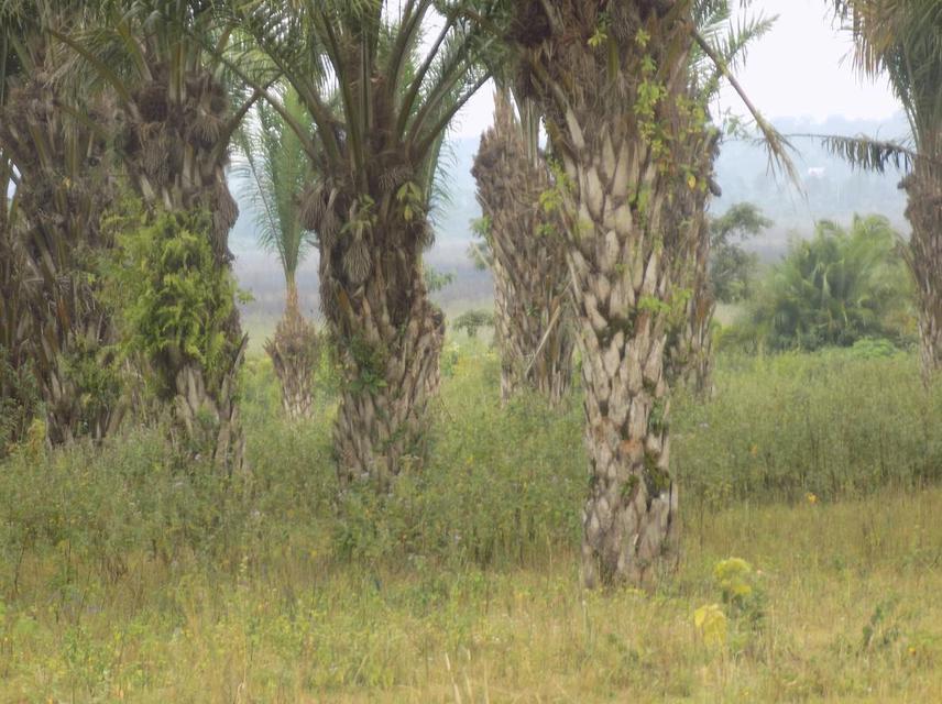 Tree plantation.