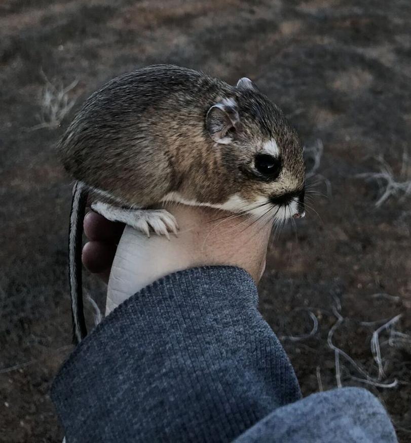 Dipodomys gravipes in hand. © Sula Vanderplank.