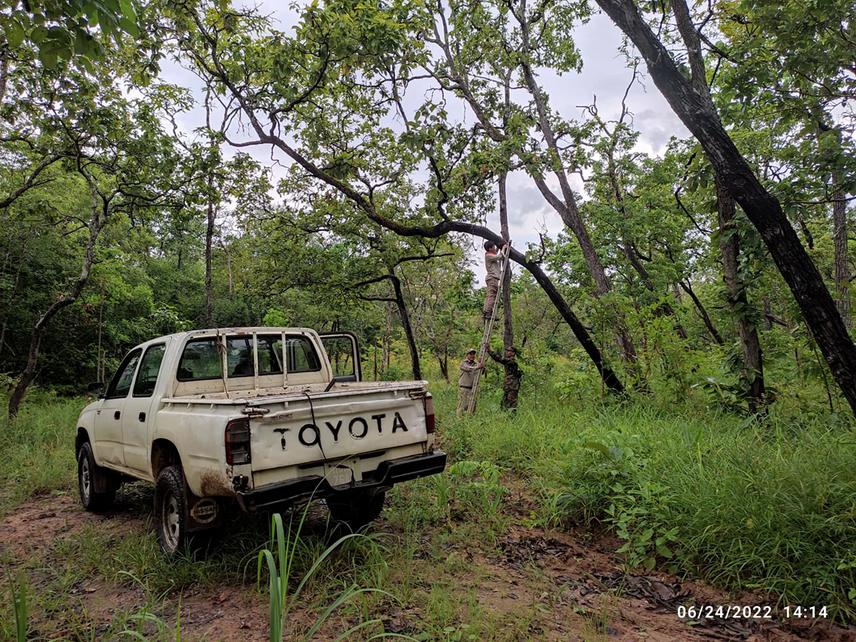 Installation of a trail camera to detect poachers in the deciduous forest. Despite regular patrol by military staffs, illegal harvesting of native trees’ timber is prevalent in the area.