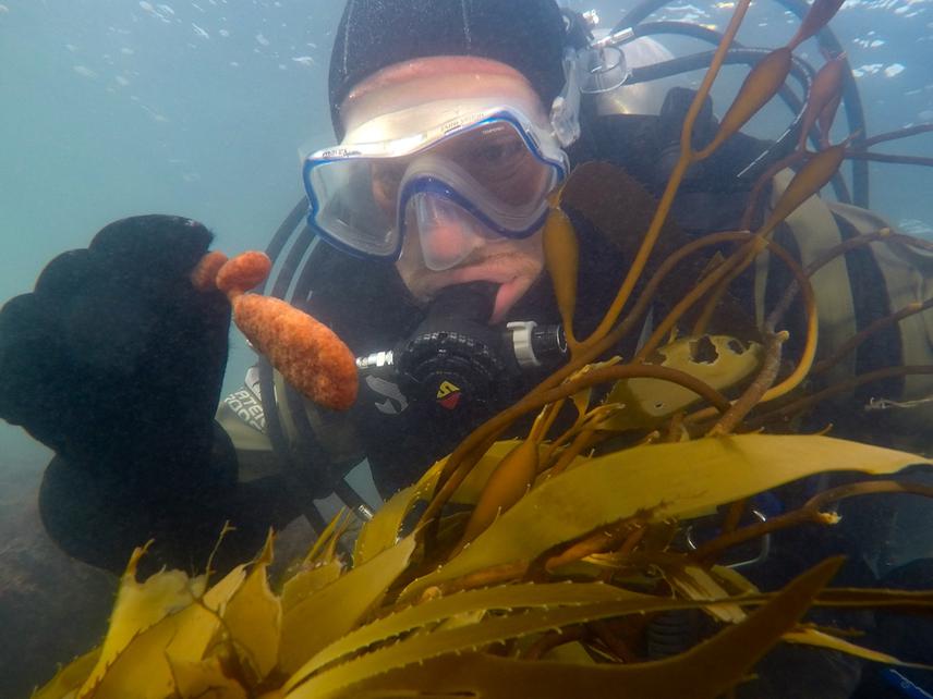 An underwater photo showing the exact moment when a scientific diver collects biological material to study the marine biodiversity of MLNP.