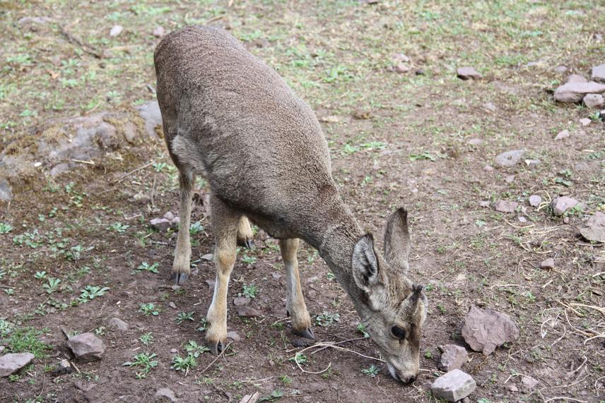 Juvenile of Taruca. © Luis Rivera.
