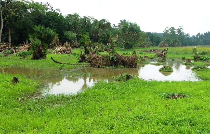 Growing rice in a corridor that connects Magombe to Kibale National Park.