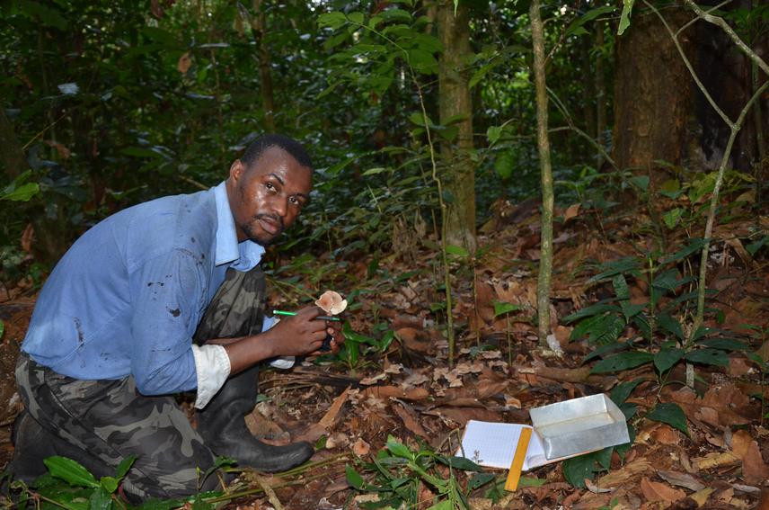 Sydney collecting fungal specimens, Thanry, October 2016. © Atikana Gallion.