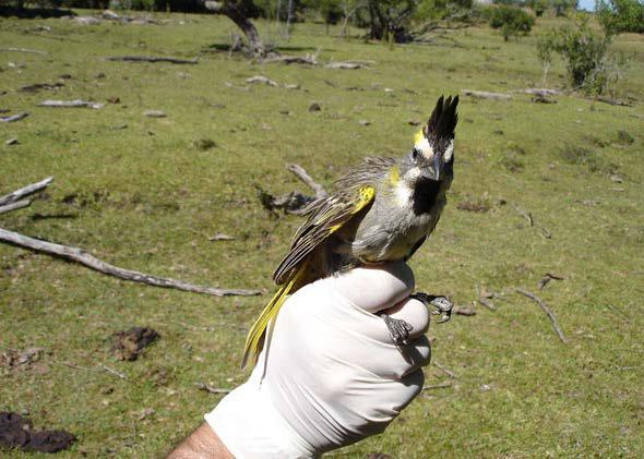 Yellow Cardinal (Gubernatrix cristata) Endangered