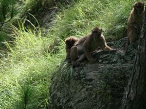 Adult male Assamese Macaque in the study area.