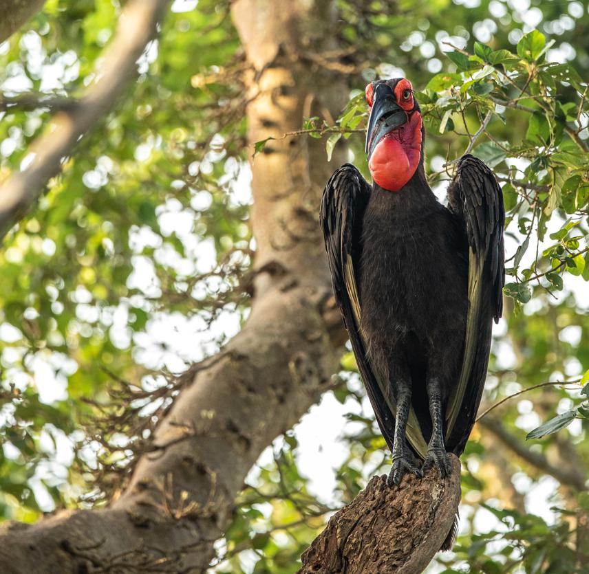 Adult bird in nest tree. © Kevin Maclaughlin.