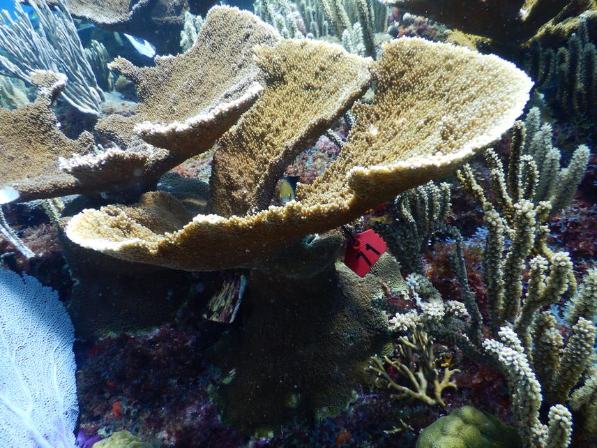 Red number tags mark the colonies that were outplanted by CRIAP-INAPESCA in Cuevones Reef north of Cancun, México and that they will be genotyping. © Andres Morales, CRIAP-INAPESCA.