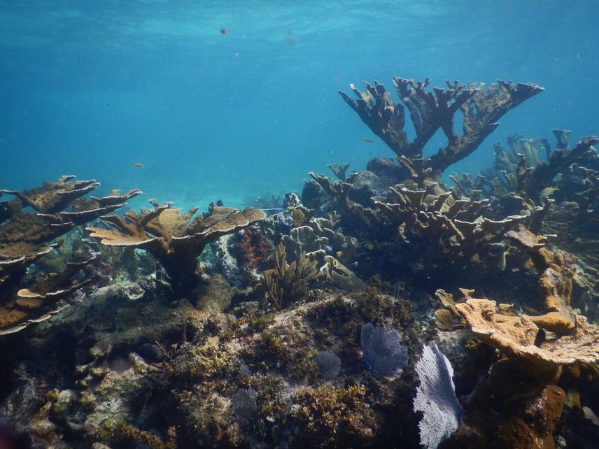 Limones Reef, one of the best preserved reefs in the northern of the Mesoamerican Reef System, presented considerably high Acropora palmata cover. © Andres Morales, CRIAP-INAPESCA.
