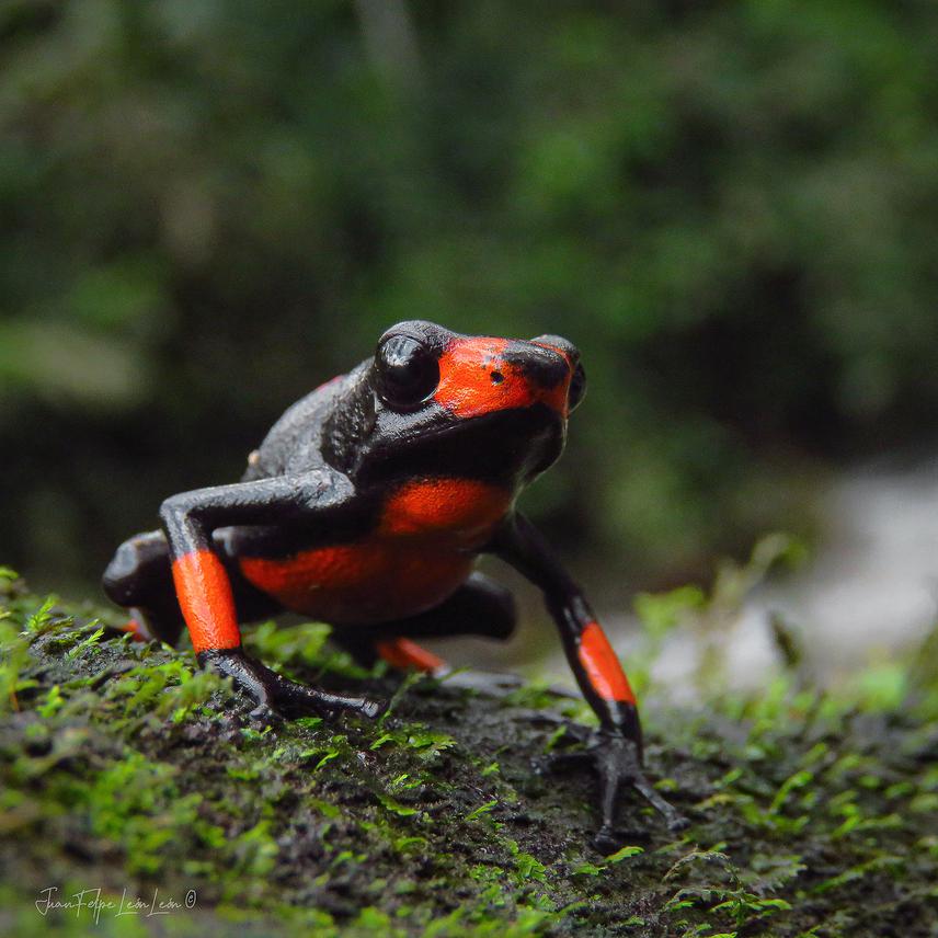 Oophaga histrionica.