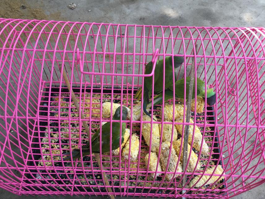 Wildlife used for pet.